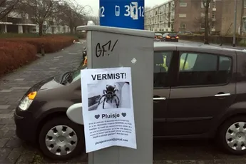 Ondertussen in Groningen: Wie heeft tarantula Pluisje gezien?