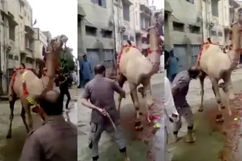 Ondertussen in Pakistan: Dromedaris neemt wraak