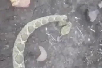 Onthoofde ratelslang bijt man