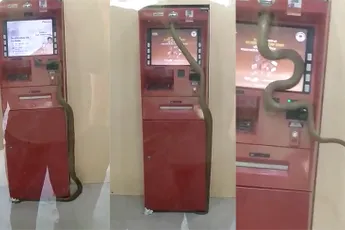 Ook een grote NOPE: Slang kruipt in pinautomaat in India
