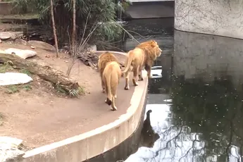 Ook leeuwen hebben weleens een onhandig momentje