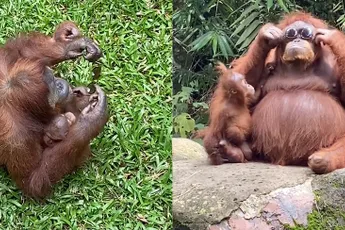 Orang-oetan vermaakt zich wel met gevallen zonnebril van toerist