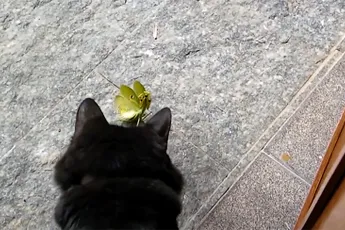 Ozzy Man verslaat ruzie tussen kat en sprinkhaan