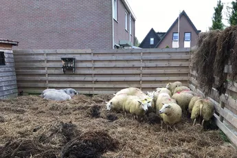Pasgetrouwd paar in Overijssel krijgt kinderboerderij cadeau van vrienden!