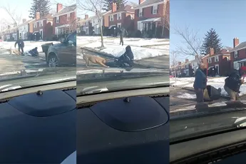 Pitbull heeft postbode te pakken en wil niet meer loslaten