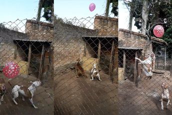 Pitbull puppies spelen met een ballon