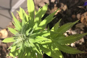 Politie aan de deur bij "wietkweker" die kas bij Lidl had gekocht