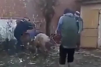 Roemeense boertjes proberen een varken te elektrocuteren