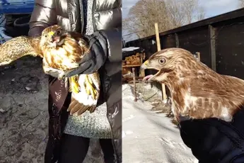 Roofvogel gesnapt bij de kippen wordt weer vrijgelaten