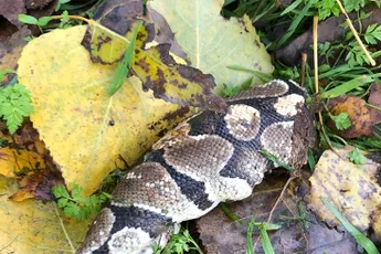 Slang in Almere heeft verloren van een grasmaaier