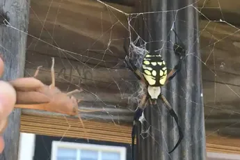 Spin heeft duidelijk sprinkhaan op het menu staan