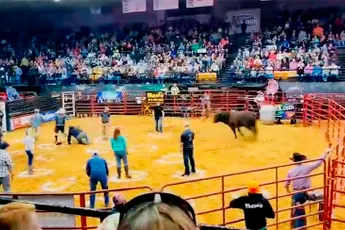 Stier laat deelnemers aan onderdeel Cowboy Pinball vliegen