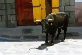 Stier neemt man te grazen tijdens festival met stieren pesten in Mexico