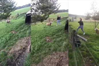 Toch maar hoger springen als er een schaap achter je aan zit