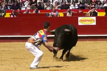 Torero's in Spaanse Valencia dagen stieren uit