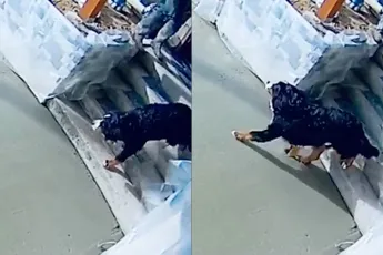 Trouwe viervoeter zorgt ervoor dat je weer helemaal opnieuw kunt beginnen