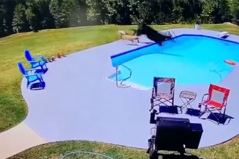 True Story in Alabama, Honden, een koe, een zwembad en cowboys