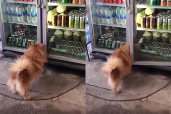 Turks hondje heeft het ook heel erg warm