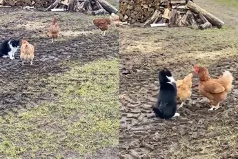 Twee kippen werken samen om poes weg te jagen