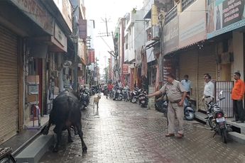 Twee stieren in India hebben het met elkaar aan de stok