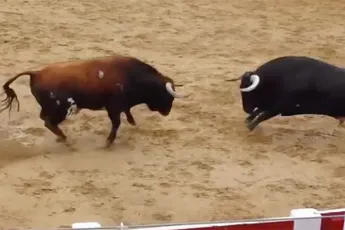 Twee stieren op slag dood na frontaaltje in Arena