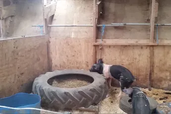 Varkentje is echt voor geen gat te vangen!