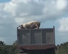 Varkentje wil duidelijk geen speklapje worden