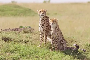 Verhaal van lokale gids maakt hapje eten van familie jachtluipaarden helemaal epic