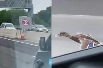 Vliegende eend kan aardig meekomen op de snelweg