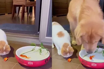 Waarom honden beter zijn dan katten: Hond redt vis