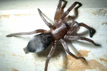 Wait what: Stalmuursluiper bijt man in eikel in Friesland