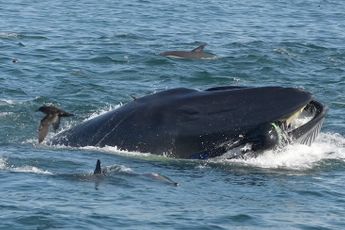 Walvis slikt duiker in en spuugt hem weer uit