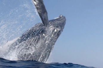Walvis zorgt voor adrenaline-piek bij snorkelaars in Japan