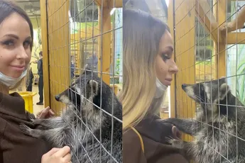 Wasbeer heeft het goed voor elkaar bij zijn nieuwe vriendinnetje