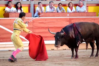 Wat stieren te wachten staat die worden gebruikt bij Running of the Bulls