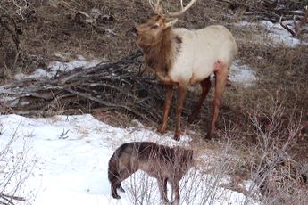 Wolven vallen Wapiti aan in Yellowstone National Park