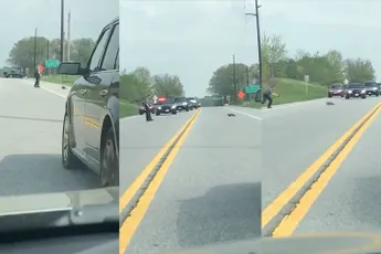 WTF: Bosmarmot hindert verkeer, agent knalt beestje af