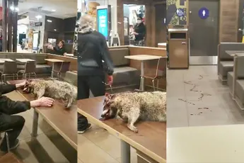 WTF: Man neemt gezellig een dode wasbeer mee naar Mcdonald's in San Francisco