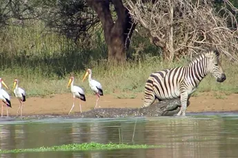 Zebra heeft geen zin om op menu van 2 krokodillen te staan