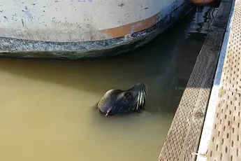 Zeeleeuw laat klein meisje zwemmen