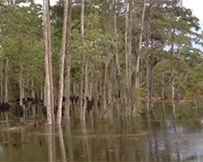 Zinkgat Louisiana laat bomen verdwijnen