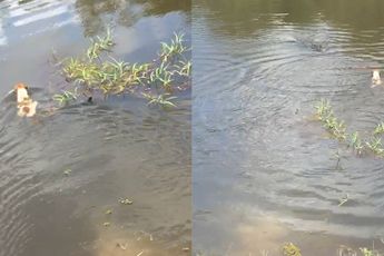 Zo is natuur: Eigenwijs hondje gaat zwemmen in rivier met krokodillen
