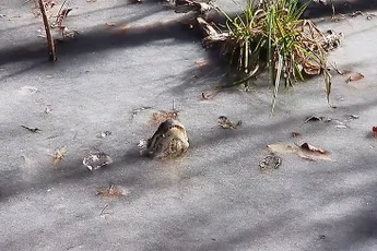 Zo overleven alligators het winterse weer in North Carolina