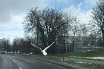 Zwaan als wegmisbruiker in Litouwen