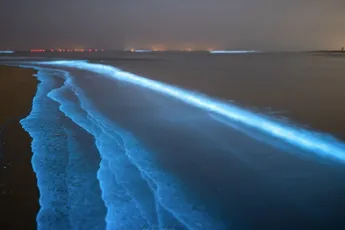 Zeevonk in Katwijk aan Zee ziet er prachtig uit!