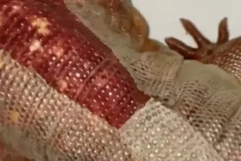 Voor de liefhebbers van een reptiel uitpakken
