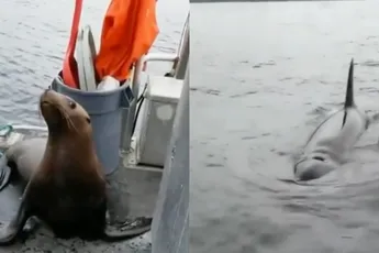 Zeeleeuw springt aan boord van boot om niet op menukaart van Orka's te eindigen