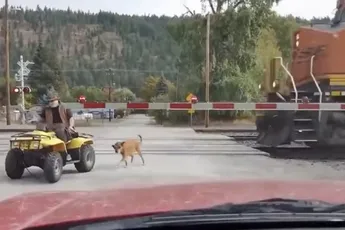 Luie gek laat hond uit met quad en negeert aankomende trein