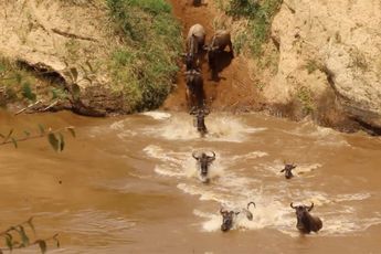 Gnoes moeten rivier in Kenia oversteken, maar krokodil heeft honger