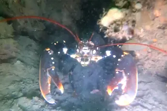 Mooie onderwaterwereld beelden tijdens duiken in Zeeland